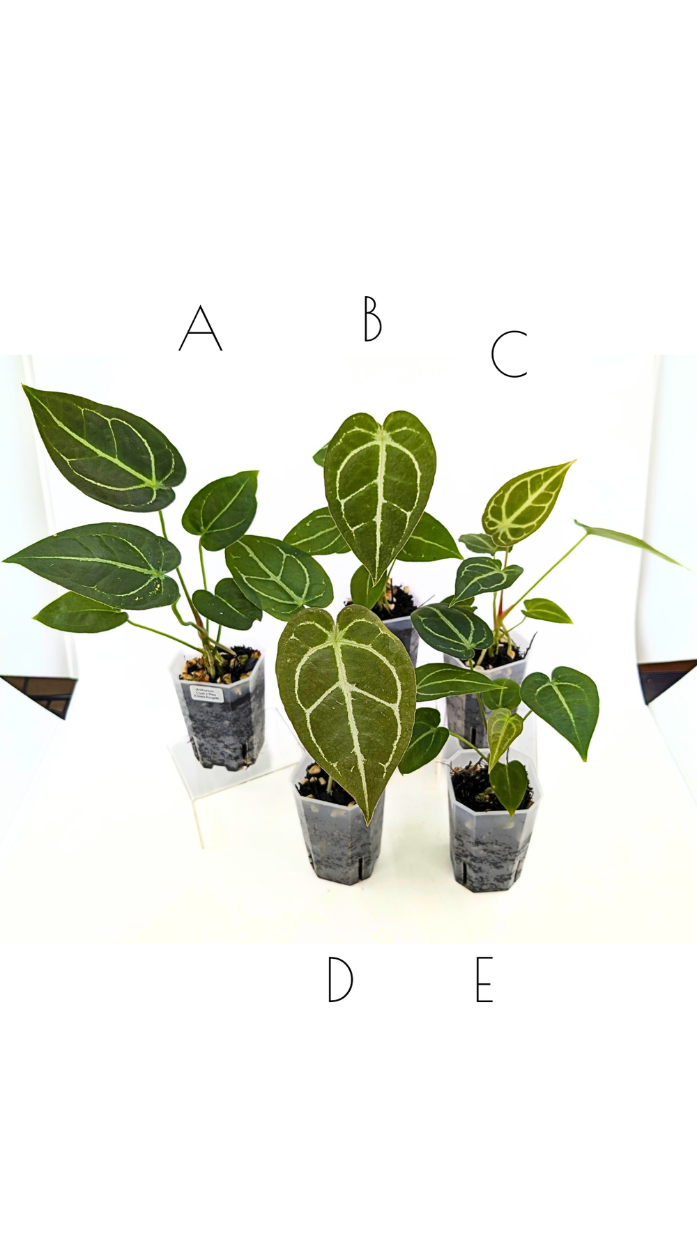 Anthurium Crystallinum x Magnificum X Dark Forgetii — The Leaf Gallery